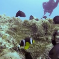 dascyllus-trimaculatus-mauritius-4AC115BE-E262-4DF2-B434-A37D6B13BCF9.mp4