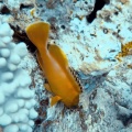 epinephelus-fasciatus-chaetodon-interruptus-mauritius-9904FEFA-AA75-461E-90B5-D2746B0B9DA2.mp4