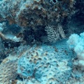 gorgonian-mauritius-EDF13873-DF54-4EA7-8440-26D834579352.mp4