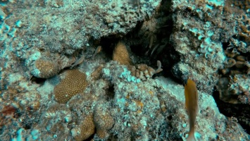 Gymnothorax flavimarginatus
