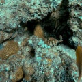 gymnothorax-flavimarginatus-mauritius-DF86B9A3-6F6D-4966-9F2C-D49D2D174F28.mp4