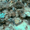 gymnothorax-griseus-mauritius-B2C56968-89BB-4E6C-80D9-56756EC02E37.mp4