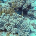 gymnothorax-javanicus-mauritius-3CF78D06-1674-49C2-AF99-3B57138D7C5F.mp4