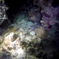 gymnothorax-javanicus-mauritius-FDBEC328-EBEF-4B6B-BC2A-1B5A55115A03.mp4
