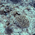 gymnothorax-meleagris-mauritius-8CD03D1F-512A-48AA-AAE9-95B2443F496C.mp4