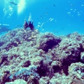 labroides-dimidiatus-cleaning-pterois-volitans-mauritius-2BF00E1F-72AB-43E0-9BF1-4707B8607D14.mp4