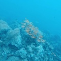lutjanus-kasmira-mauritius-4B75633F-7A78-4118-92E8-2AB3439F3EB2.mp4