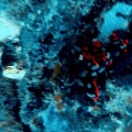 nembrotha-kubaryana-mauritius-CB892145-F38E-48D9-AB9C-DE56149F81F5.mp4