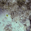 ostracion-cubicus-mauritius-0A9664F9-9488-46CA-8C41-0F33851CD228.mp4