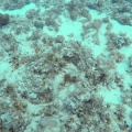 ostracion-meleagris-mauritius-BF1EBB19-DA67-4C53-9442-41AF543E07C9.mp4