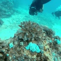 paracirrhites-arcatus-mauritius-DFC626D0-C64D-4463-9B41-C8BB030CD3ED.mp4