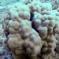 pedum-spondyloideum-mauritius-5F2507D6-398B-4450-B2DA-30538DDCE7BE.mp4