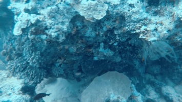 Plectorhinchus picus