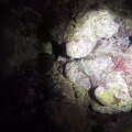 pterois-antennata-mauritius-A55DC53F-F9AC-427B-A662-AE1D432F77C2.mp4