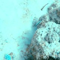 rhinomuraena-quaesita-mauritius-9F15A7E3-70A6-48CE-A5E8-F160AB42454A.mp4