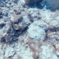 scarus-frenatus-mauritius-0402CDFA-DE23-4A11-B697-DC42817DBFC8.mp4