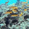scorpaenopsis-mauritius-2E7AD6AF-B57E-4731-BD31-0DEB95FFC103.mp4