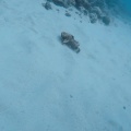 scorpaenopsis-mauritius-5C72551A-6BC3-4261-BCD2-F689B2C73241.mp4
