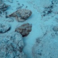 scorpaenopsis-mauritius-9A67CE77-8381-4D09-9173-3FA8FCC551A1.mp4