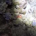starfish-mauritius-3C20E8E4-5F93-47B2-B278-D626331E404C.mp4
