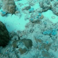 starfish-mauritius-4A581092-F92C-49AD-A348-6306E540F7FF.mp4
