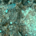 sufflamen-bursa-mauritius-5122D89E-7847-4C08-A11B-B210C7EDE771.mp4