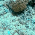 syngnathinae-pipefish-mauritius-06F997FB-D9DE-465E-8EFD-D0F4D57BD4F8.mp4