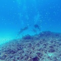 underwater-ambiance-mauritius-CC4BDACD-43D1-4147-8CAB-7DD9DFF2A4AD.mp4