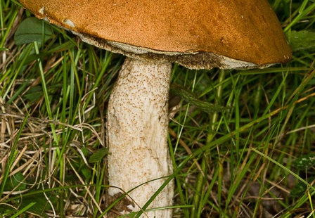 Leccinium versipelle