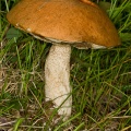 leccinium-versipelle-switzerland.jpg