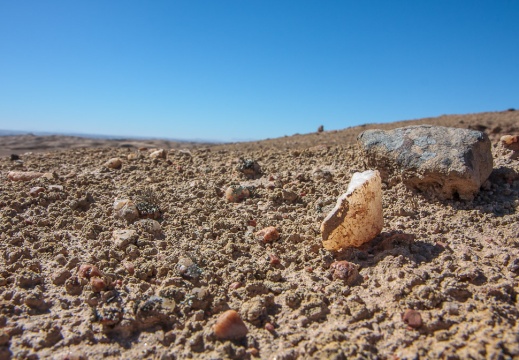 Desert lichen