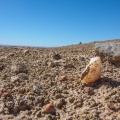desert-lichen-namibia.jpg