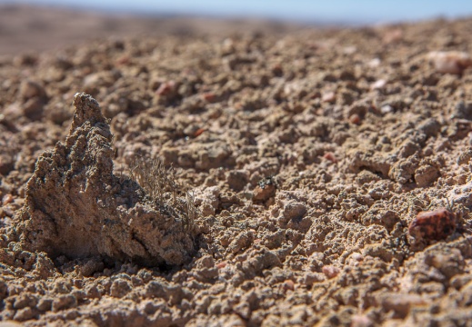 Desert lichen