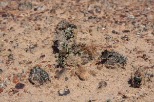 Desert lichen