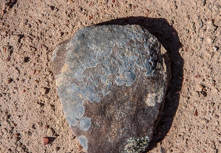 Desert lichen