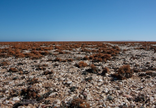Desert lichen