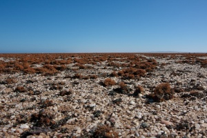 Desert lichen