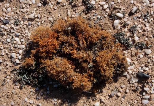 Desert lichen