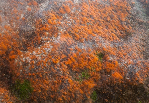 Lichen