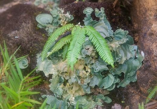 Pterydophyta sp. indet. and lichen