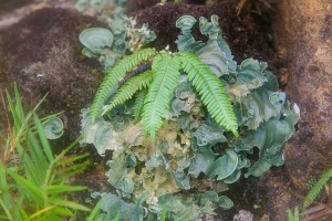 Pterydophyta sp. indet. and lichen