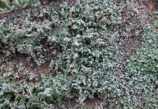 Lichen