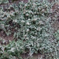 lichen-lichen-guadeloupe-2.jpg