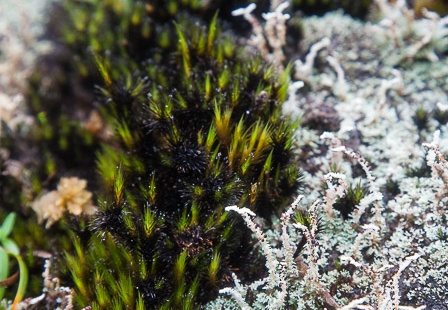Campylopus sp. and lichen