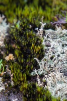 Campylopus sp. and lichen