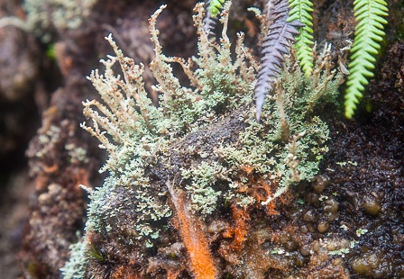 Lichen