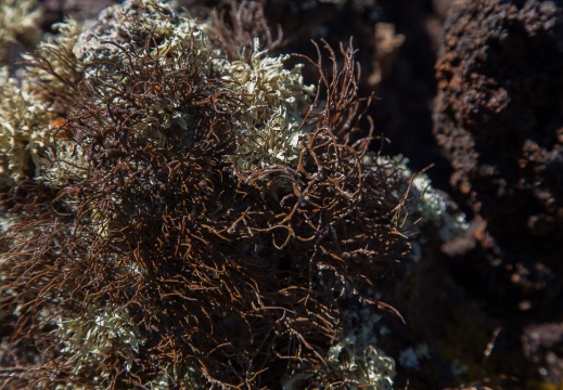 Lichen