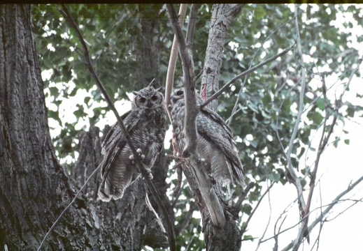 Bubo virginianus (Hibou de Virginie)