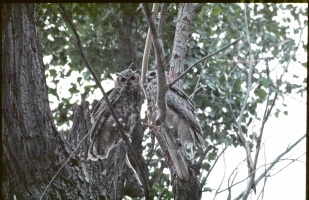 Bubo virginianus (Hibou de Virginie)