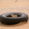 lepus-capensis-saudi-arabia.jpg